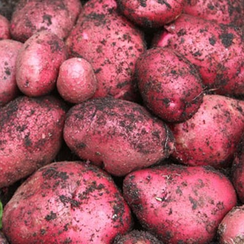 Red duke york seed - duke, of