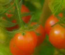cherry Tomato Maskot -hanging