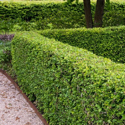 Suttons hawthorn hedging hardy - hawthorn,