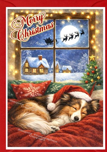 Shetland sheepdog sheltie - /,