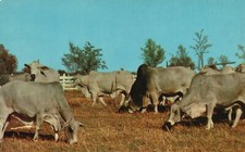 Vintage Postcard Brahman
