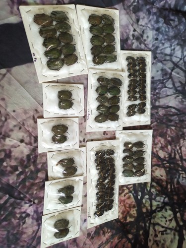 Mixed wholesale beetle - mixed,