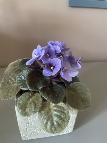 African violet blue - african,