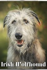 Irish Wolfhound: Dog breed