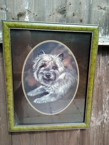 Cairn terrier pollyanna - cairn,