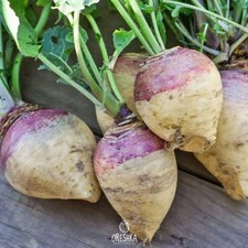 Giant Laurentian (Rutabaga) 50