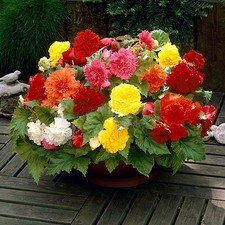 Begonia Tubers Summer