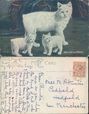 Manx cat and kittens