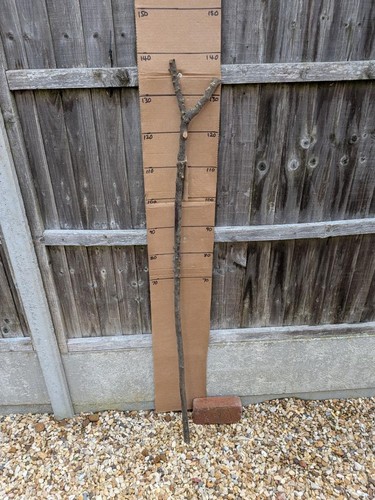 Blackthorn walking stick shank - walking,