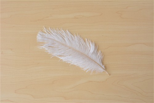 Quality ostrich feather plume - ostrich,