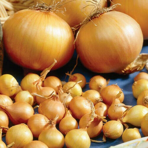 Onion stuttgart giant - stuttgart,
