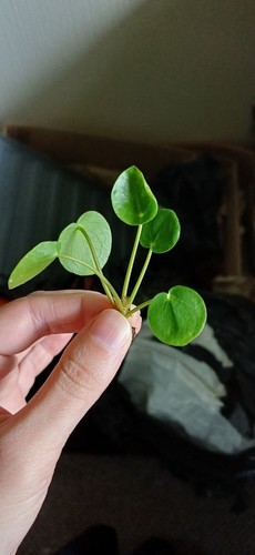 Small chinese money - small, plant