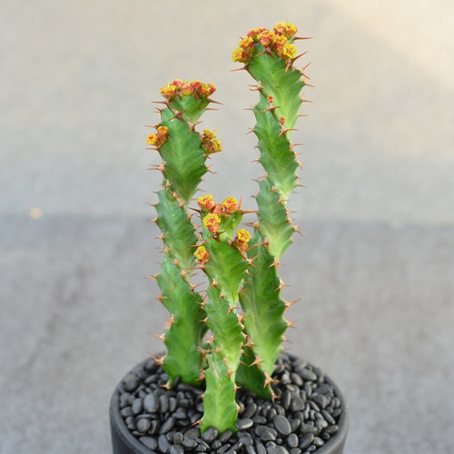 3pcs 8cm succulent cactus - 8cm,