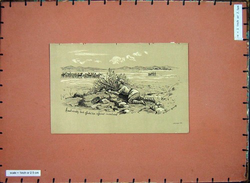 Old antique print animals - antique,