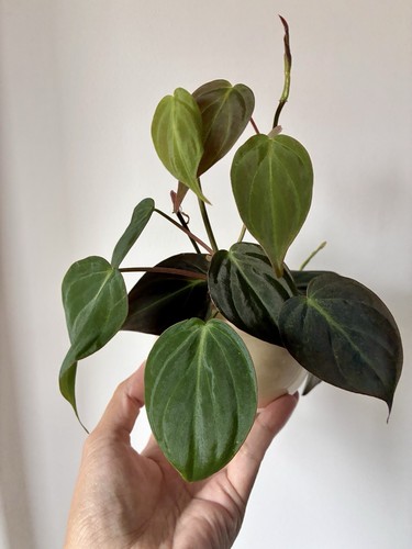 Philodendron micans 2 - micans,