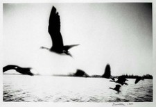 Fine Art Photography - Canada Geese - S/N Silver gelatin
