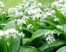 30 Wild Garlic Bulbs  