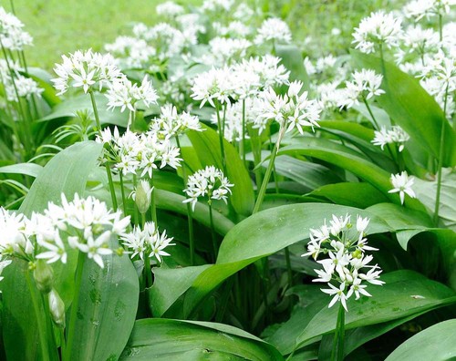 Wild garlic bulbs - bulbs,