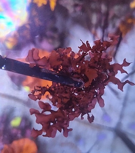 Red macro algea marine coral - macro,