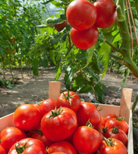 15 Moskvich Tomato Seeds - Heirloom Russian Slicer