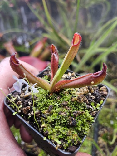 B10 heliamphora chimantensis - b10,