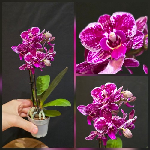 Mini phalaenopsis pink splash - pink,