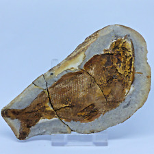 Detailed Fossil Fish Parasemionotus Labordei Early Triassic Madagascar + Stand