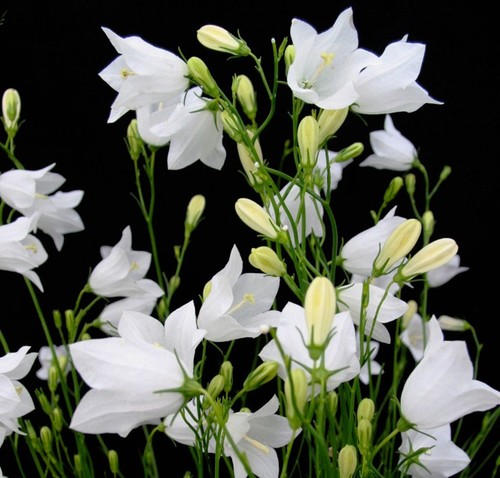 Perennial wildflower white - perennial,