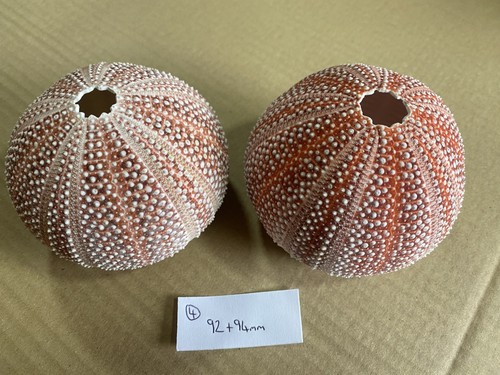 Large scottish sea urchins - scottish,