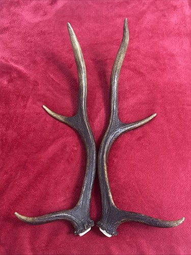Pair red deer antlers 551g - red,