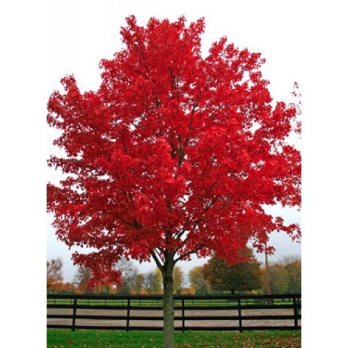 Acer rubrum october glory - rubrum, glory'