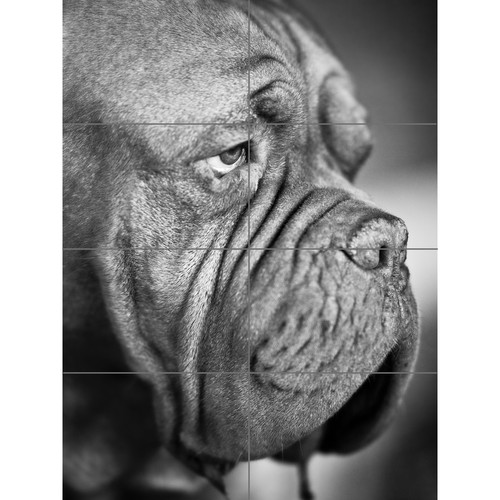 Dog french mastiff head - dog,