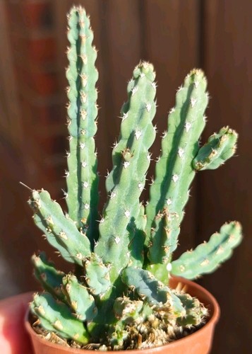 Euphorbia debilispina - euphorbia,