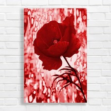 Red Poppy Flower Red Canvas