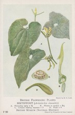 British Museum Postcard -