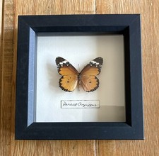 Black Framed Single Taxidermy