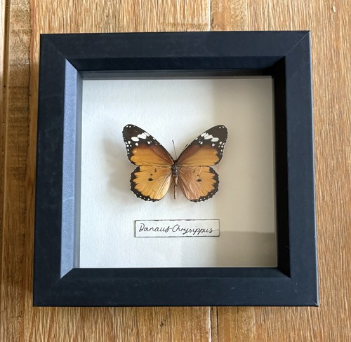 Black framed single taxidermy - framed,
