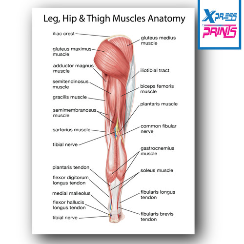 Human anatomy muscles leg - muscles, leg,