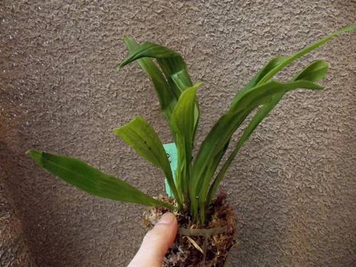 Rare dracula agnosia orchid - dracula,
