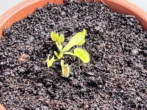Carnivorous plant venus - -,