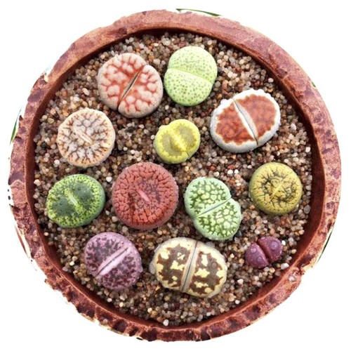 12pcs succulent plant lithops - succulent,