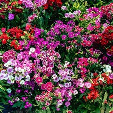 6 Dianthus Indian Carpet Mix Large Plug Plants