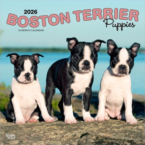Boston terrier puppies 2026 - terrier,