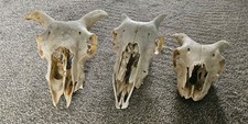  Sheep Skulls taxidermy art