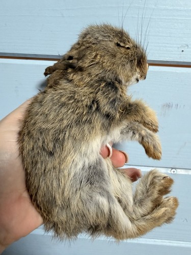 Mummified taxidermy baby - mummified,