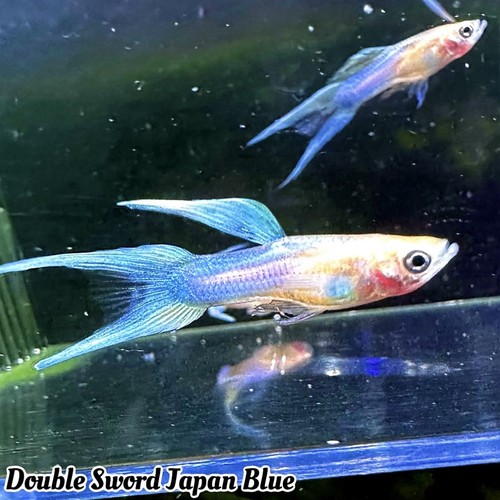 Pair double sword - 1,