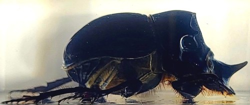 Real dung beetle - beetle, horn