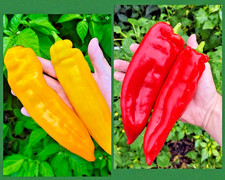 🌶️ 6x Pepper Plug Plants