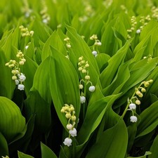 3× LILY OF THE VALLEY