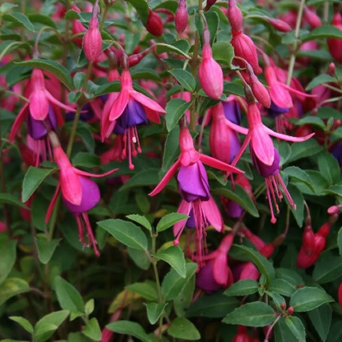 Fuchsia tom thumb flowering - fuchsia,